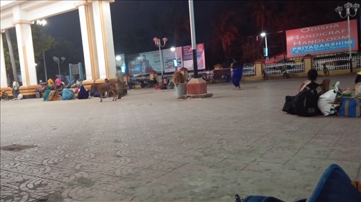 Cow hanging out at the train station