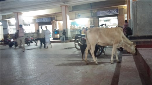 The cows just go wherever.