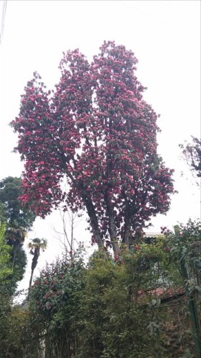 Beautiful tree outside Windermere