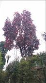 Beautiful tree outside Windermere: by cfitchey, Views[250]