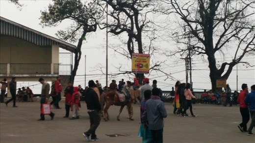 Horse rides at the chowrasta