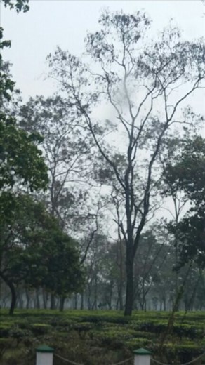 Tea plants en route to Darjeeling