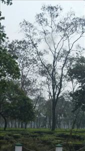 Tea plants en route to Darjeeling: by cfitchey, Views[288]