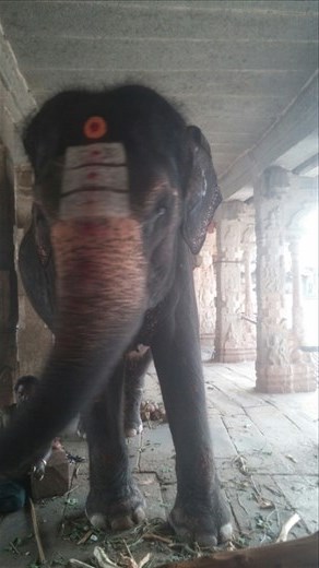 I paid to have this elephant bop me on the head in blessing