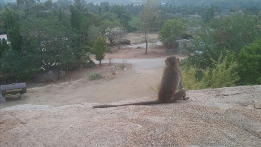 The monkey god surveys his kingdom