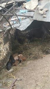 by cfitchey, Views[136]