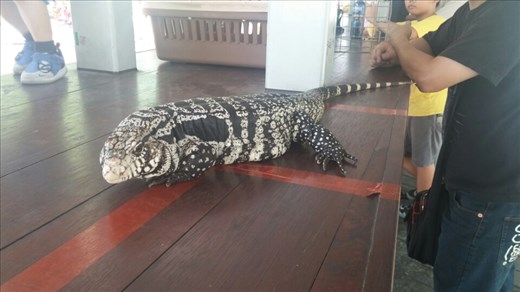 Sunday afternoon with the iguana