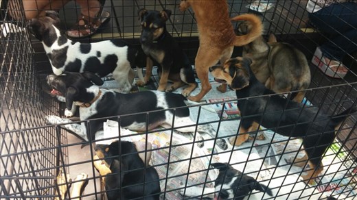 Puppies for adoption at the park