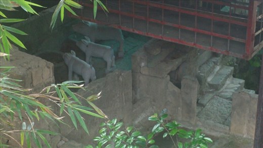 A bizarre art installation - these pigs, in a real barn, are made of stone.