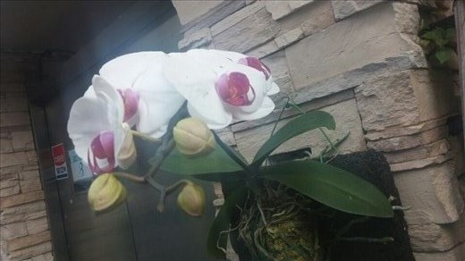 What a beautiful orchid!