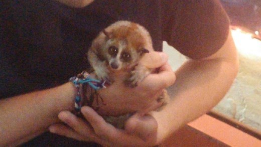 An area bar owner had this little fella