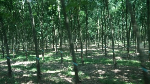 Rubber tree plantation