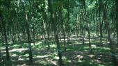 Rubber tree plantation: by cfitchey, Views[300]