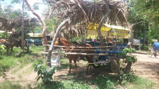 Donkey carriage ride