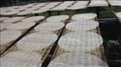 Rice pancakes drying in the sun: by cfitchey, Views[153]