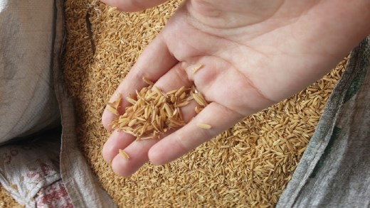 Rice noodle operation