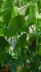 by cfitchey, Views[272]