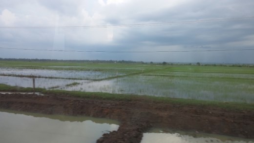 Irrigation in the fields
