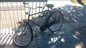 What on earth happened to this poor bicycle?: by cfitchey, Views[159]