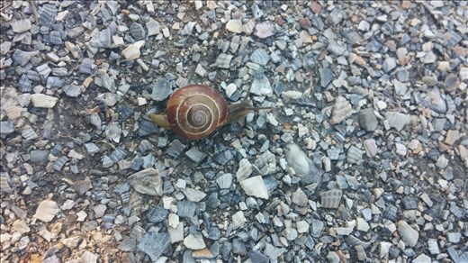 A snail on the path in the park