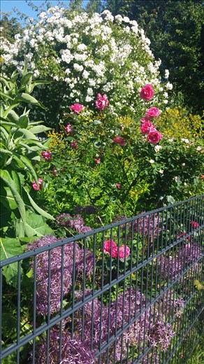 A flower garden along the park path