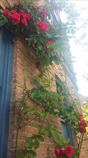 Roses growing on house in Utrecht