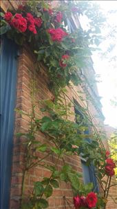 Roses growing on house in Utrecht: by cfitchey, Views[160]