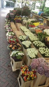 Flower shop!: by cfitchey, Views[268]