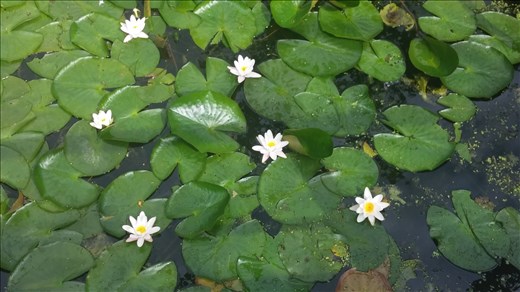 Lilypads