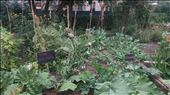 City Farm Garden: by cfitchey, Views[279]