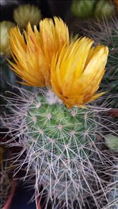 by cfitchey, Views[405]