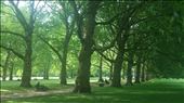 Green Park: by cfitchey, Views[226]