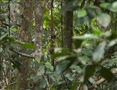 Tree Kangaroo: by cfloyd, Views[136]