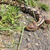 Wildlife: by chaela7, Views[164]