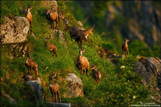 During the past year, I have shot a chamois story. Most people living in the Vosges Mountains (France), don't even know, that there are chamois living there. Last year I spent every free minute in that particular area. This picture shows a herd of chamois in the Vosges.