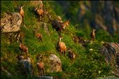 During the past year, I have shot a chamois story. Most people living in the Vosges Mountains (France), don't even know, that there are chamois living there. Last year I spent every free minute in that particular area. This picture shows a herd of chamois in the Vosges.: by chamois, Views[715]