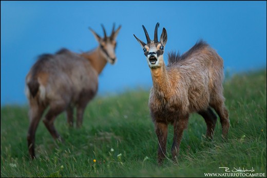 In autumn the rutting season begins. The male are fighting each other and make mating calls. In this photo you see two males, one of them making a rutting call.