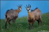 In autumn the rutting season begins. The male are fighting each other and make mating calls. In this photo you see two males, one of them making a rutting call.: by chamois, Views[339]
