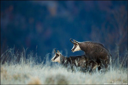 If there is a clear winner and there's an alpha male, they start to mate.