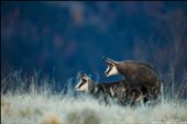 If there is a clear winner and there's an alpha male, they start to mate.: by chamois, Views[365]