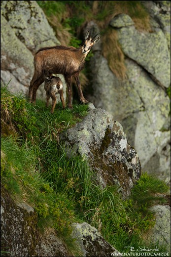 Giving birth the female is alone in the forest. Once the young chamois is big enough, they come back to the herd. In this picture the female is suckling its young.