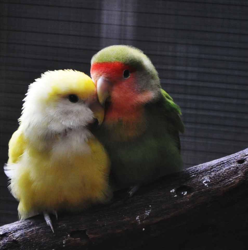 Is there a more beautiful feeling in this world than being loved by someone!