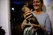 Joey of Agile wallaby safely rescued after a car accident which resulted its mom's death. This joey were brought to Mt Bundy Station, and they need a particular environment simulating its mother's pouch such as warm and dark environment to be able to survive: by chandrakesuma, Views[380]