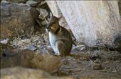 Prettyface rock wallaby, as seen in Nourlangie Rock, Kakadu National Park. what a suitable name for this little fellas. it appeared in between ancient rock art display, discreetly, camouflaging well with its environment: by chandrakesuma, Views[799]