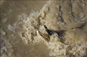 Jumping croc cruise is one of the most popular tourist activity  in Kakadu National Park. Visitors are cruising down the river while the cruise employer baited the saltwater crocodile with meat. this cruise runs several times a day and the crocodiles in this area recognizes and associated this boat with food. this is an example of how tourism has changed wild animal's behaviour. : by chandrakesuma, Views[518]
