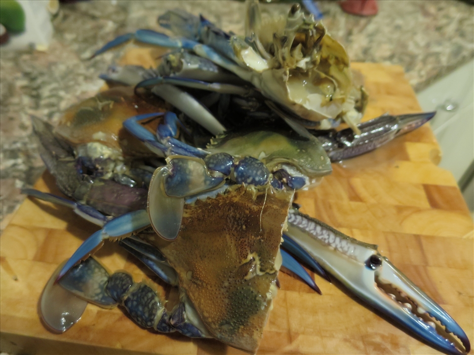 Fresh Australian blue swimmer crabs - the hero! 