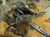 Fresh Australian blue swimmer crabs - the hero! : by channy, Views[365]