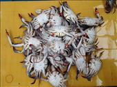 That was in a seafood market in my hometown: by chao, Views[277]