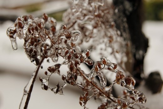 Ice flowers - Slovakia