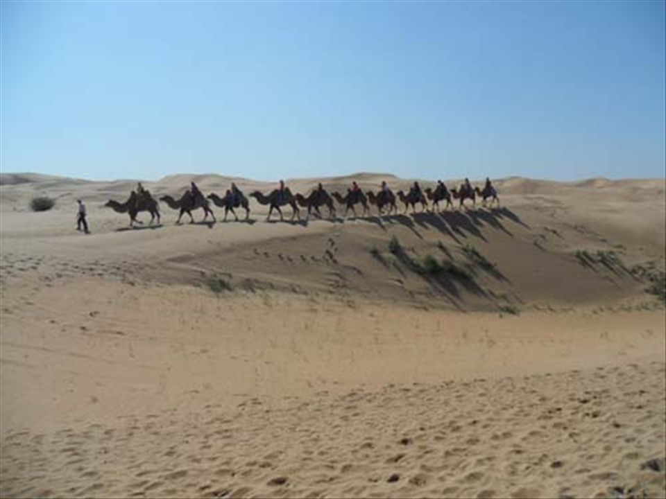 Desert Thrills - Day 2 (Afternoon): Camel trekking in Inner Mongolia's Kubuqi Desert, China's seventh largest. Prior to getting on our camels that suddenly made us 20 feet tall; we relished the endorphin-producing delight of speeding through the desert on a jitney. Then our camels awaited us in their resting area where they sat quietly, jaws in motion as if chewing something. 
